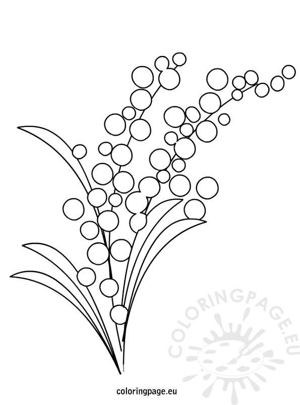 Mimosa flower coloring page – Coloring Page