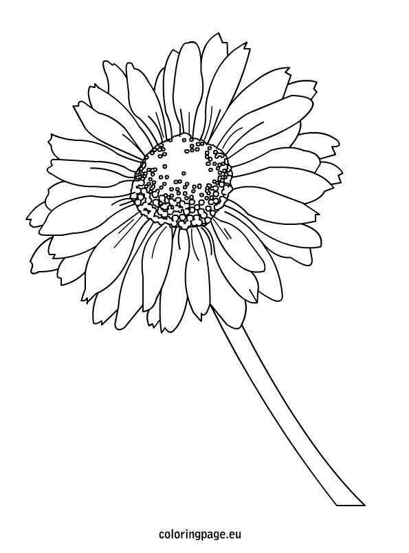 Daisy coloring page – Coloring Page