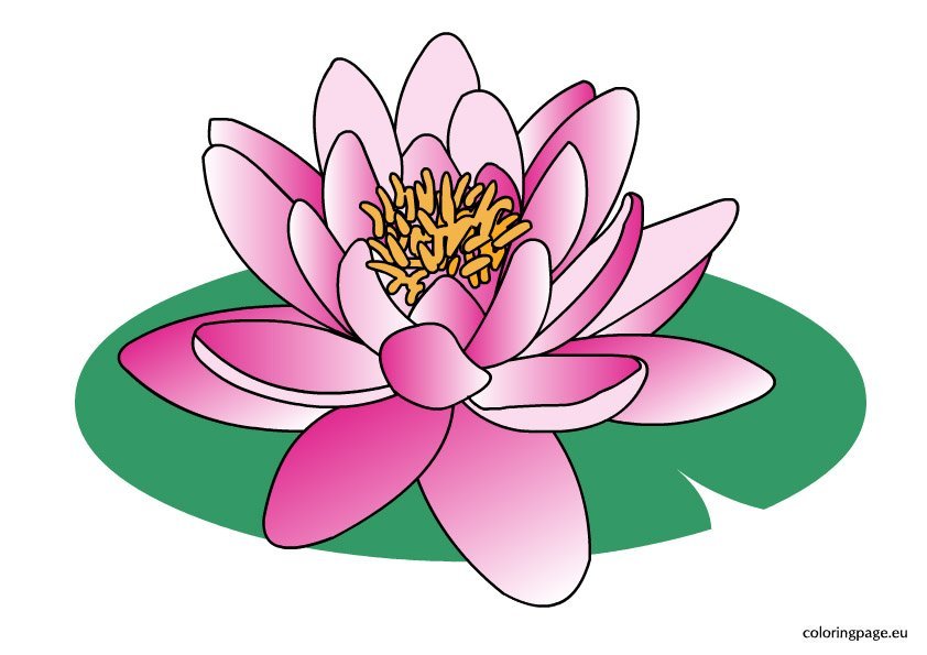 clipart water lily - photo #3