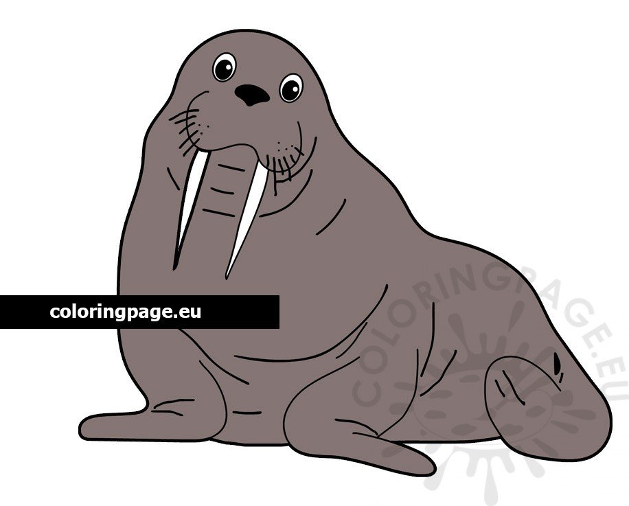 Walrus Sea lion free printable – Coloring Page