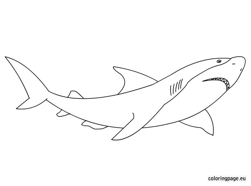 shark coloring