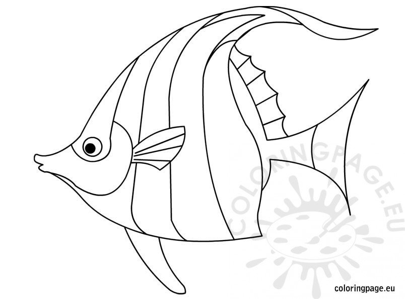 angelfish-tropical-fish