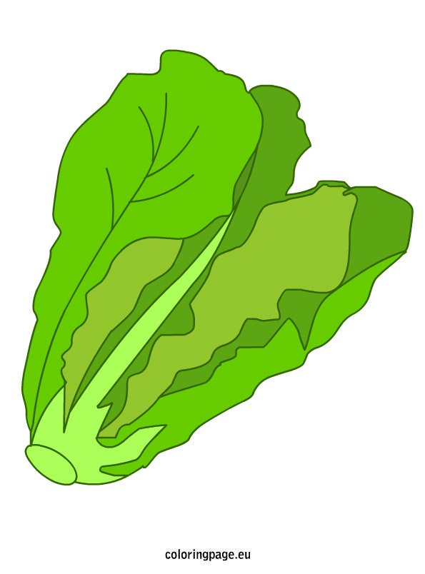 lettuce 2