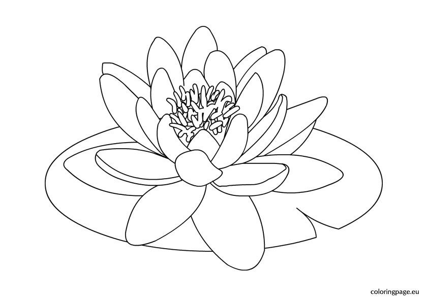 waterlily3