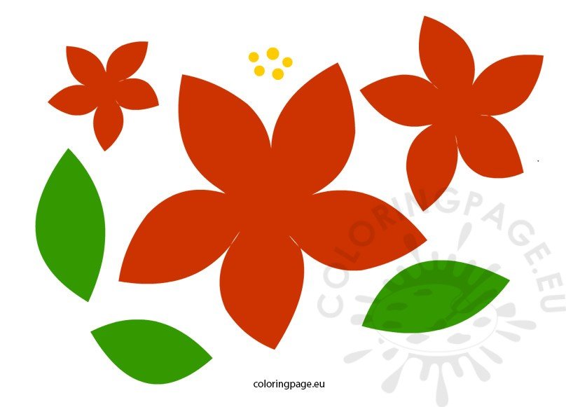 poinsettia-flowers