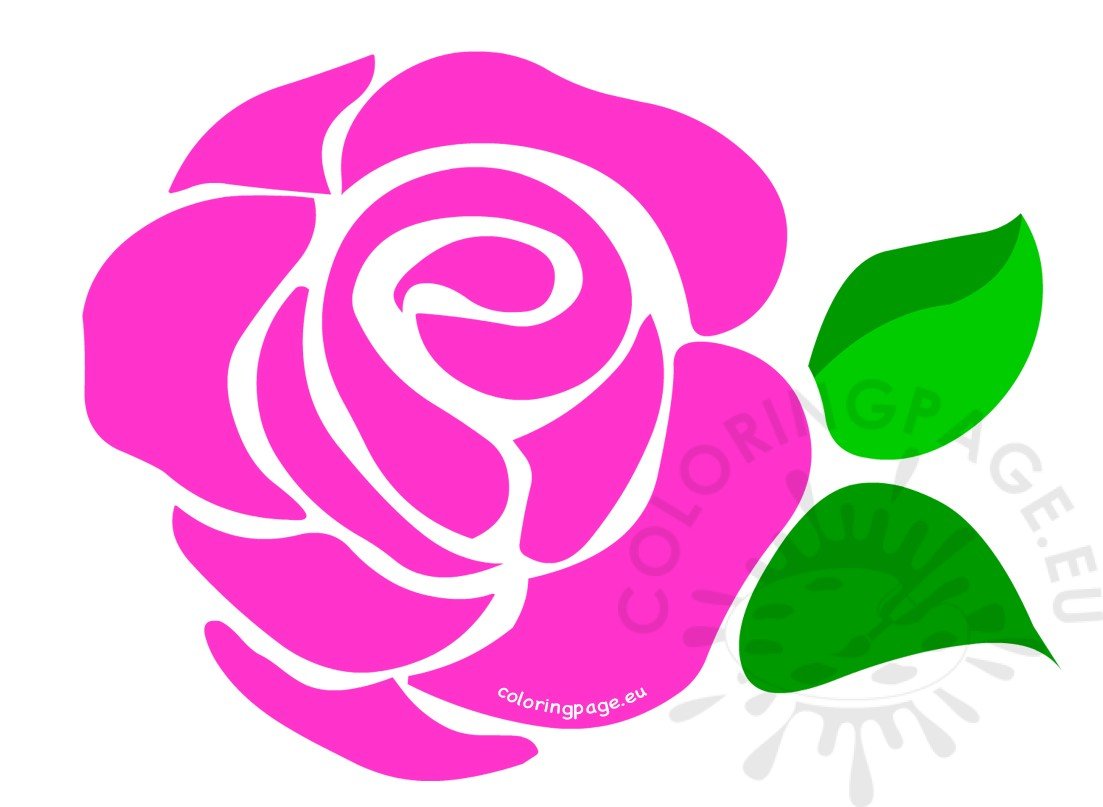 large pink rose