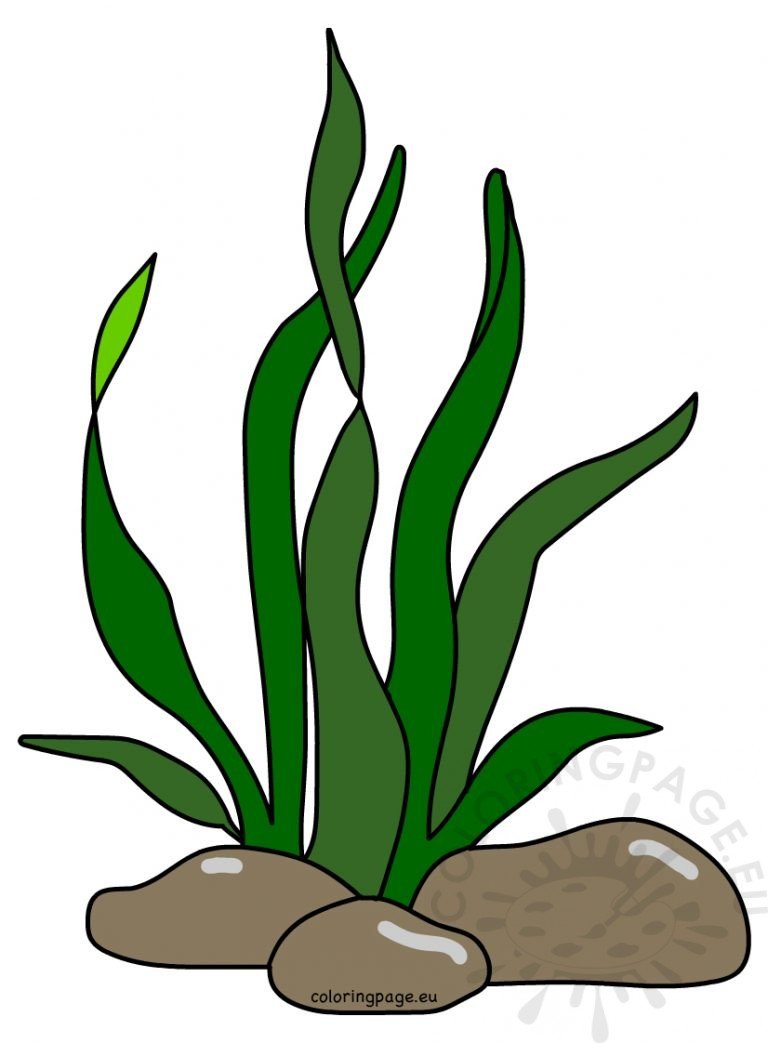 Ocean clipart Green seaweed – Coloring Page