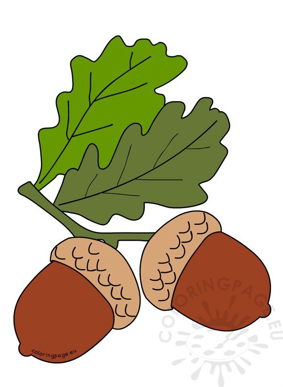 acorns leaves2