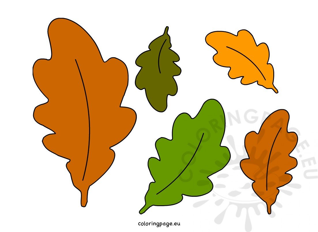 acorn leaf autumn leaves