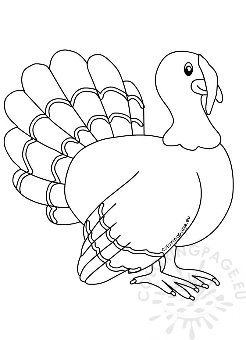 turkey bird
