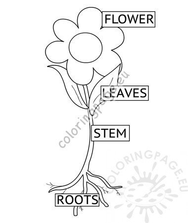 parts flower worksheet