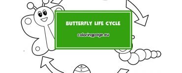 butterfly life cycle