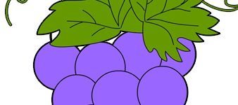 bunch grapes2