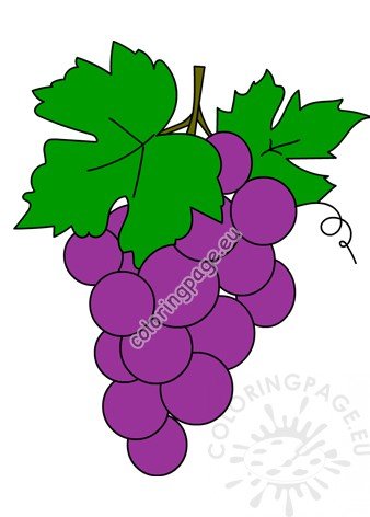 bunch grapes2