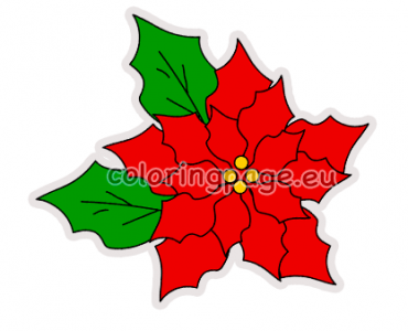 red poinsettia