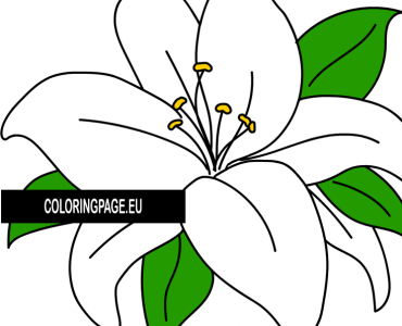 Lily flower2