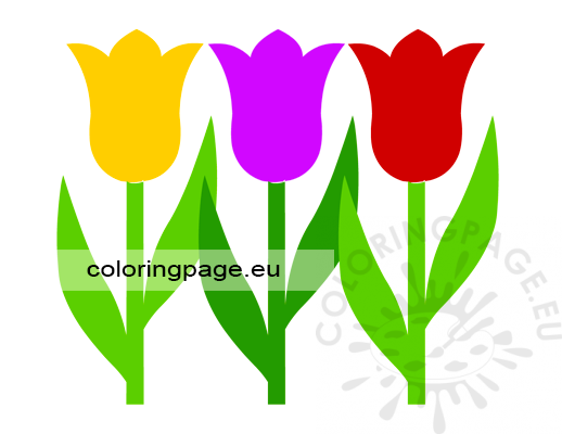 Three vector colored tulips