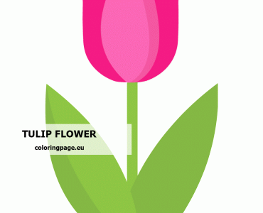 beautiful pink tulip