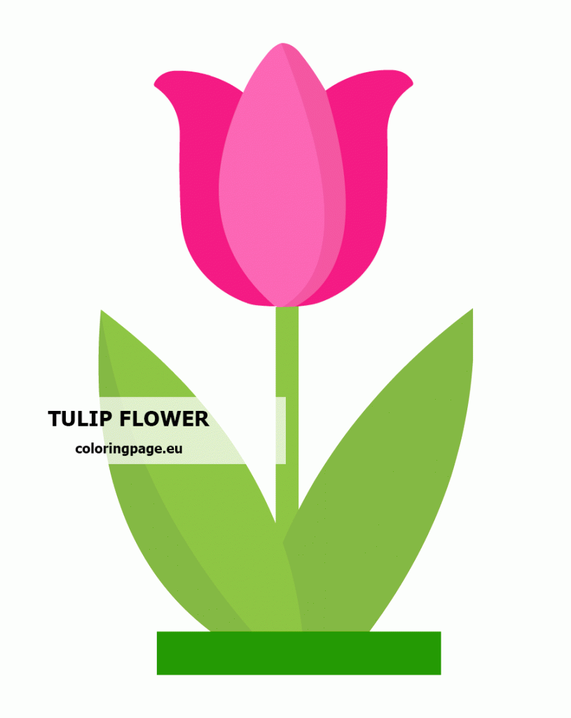 beautiful pink tulip