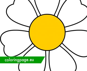 beautiful white daisy