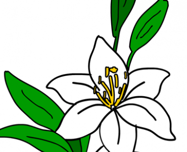 lily leaves