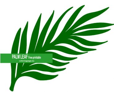 palm leaf