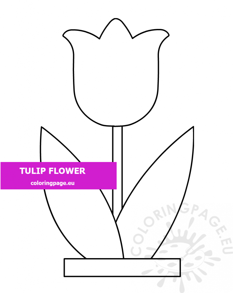 tulip flower