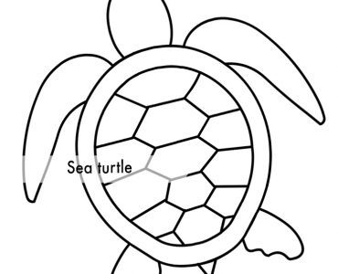 sea turtle