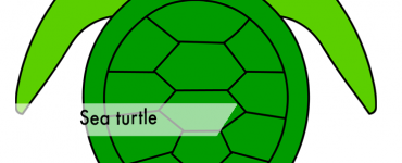 sea turtle animal