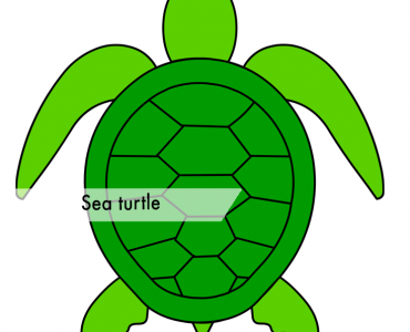 sea turtle animal