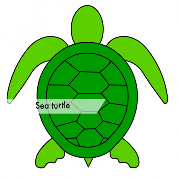 Sea turtle marine animal – Coloring Page