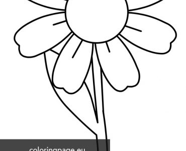 daisy flower