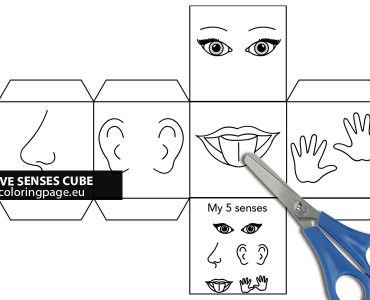 five senses cube