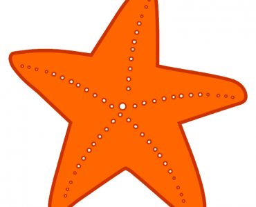orange starfish