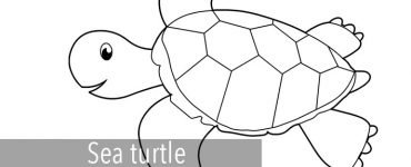 sea turtle2