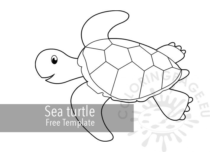 sea turtle2