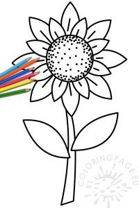 Summer sunflower with stem