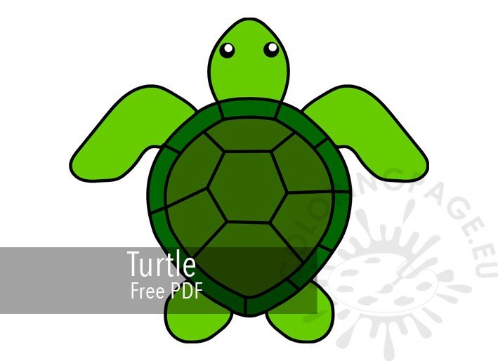turtle small2