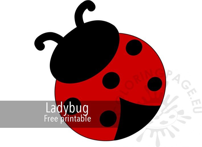 colorful ladybug