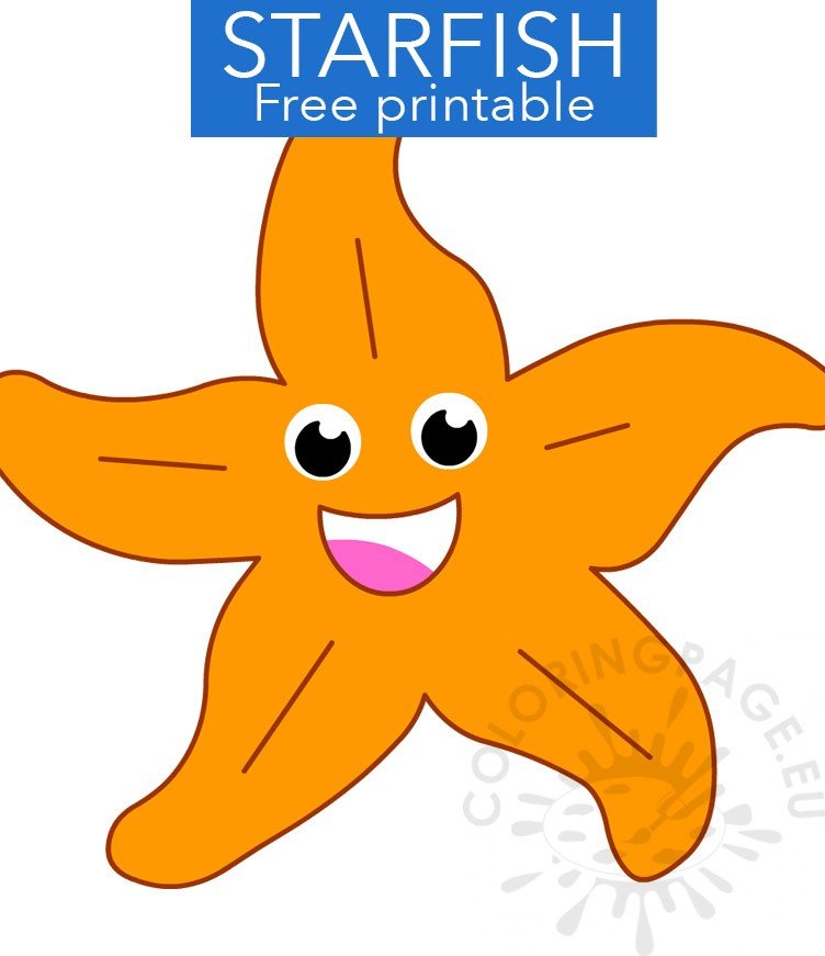 starfish animal