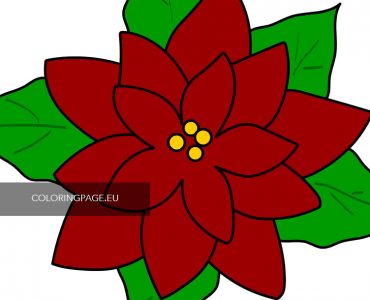 christmas poinsettia flower