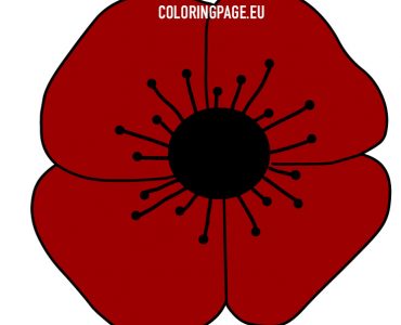 red poppy