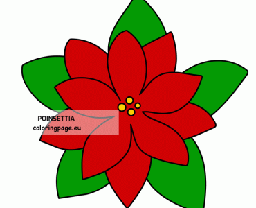 poinsettia flower image