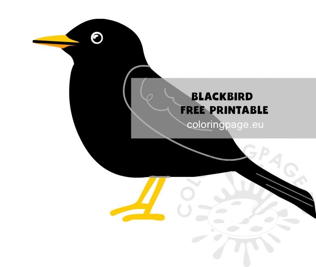 Blackbird21