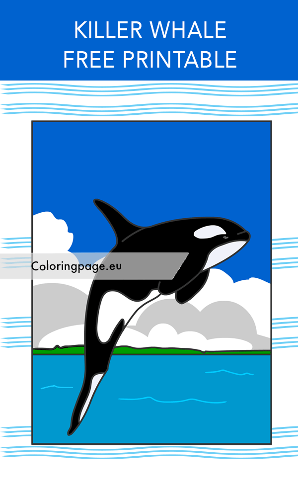 killer whale2