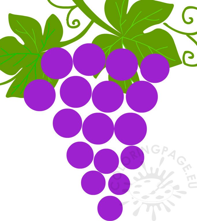 bunch purple grapes