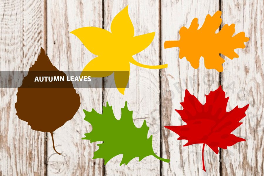different Autumn Leaves