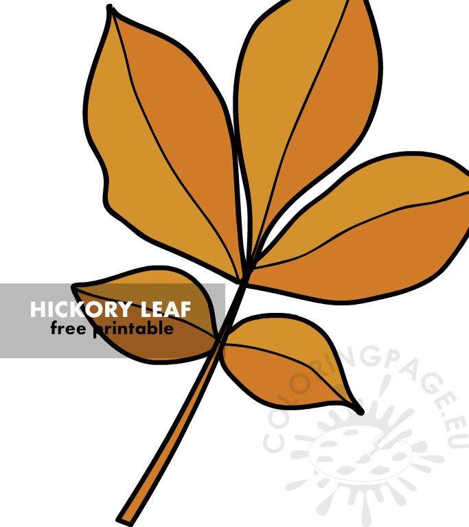 hickory tree leaf