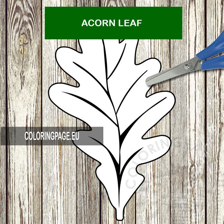 acorn leaf coloring