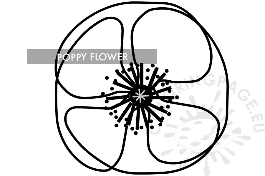 poppy flower21